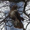 Blair, The Red-Tailed Hawk Rescued From Brooklyn, Released Into Central Park